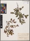 Foto von Salix aurita L. x Salix myrtilloides L. x Salix starkeana Willd.